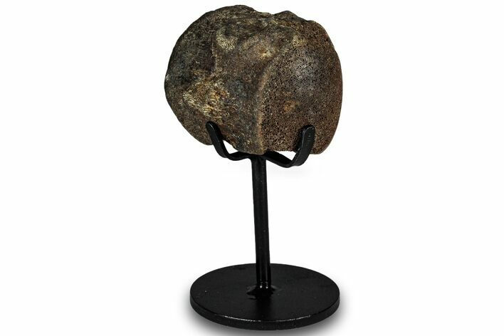 Fossil Mosasaur Vertebra w/ Metal Stand - Texas #316049